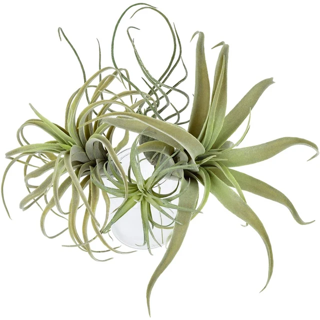 50 Air Plants Bulk, Live Tillandsia Plant Lot