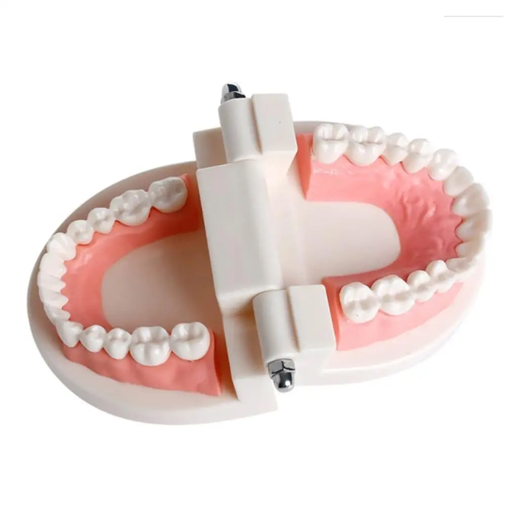 Dental Study Teaching Teeth Model Oral Care Tooth Education Dentist Equipment Medical Science Teeth Skeleton Model