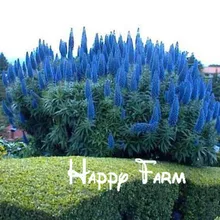Цветок бонсай Echium Fastuosum-гордость растения Мадейра! Большой пакет для дома и сада-200 шт./пакет