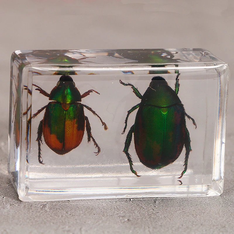 Лидер продаж 1 шт. образец божьей коровки Scarab в прозрачной смоле обучающий