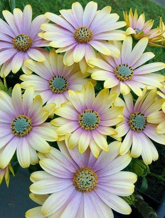 Горячая распродажа! Osteospermum бонсай цветочные горшки синяя Маргаритка цветы для