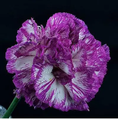 6 500 шт Dianthus caryophyllus 'Giant Chabaud Mixed' дикая Гвоздика домашний сад - Цвет: 6