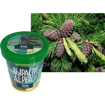 

Set for growing Cedar Siberian