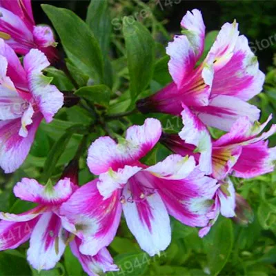 200pcs/bag Alstroemeria Plants mix Peruvian Lily Plantas Princess lily colorful flower gardenling lily bonsai flower Plante home - Цвет: Серебристый