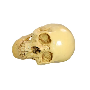 

Yellow 1:1 Human Head Skull Resin Anatomical Skeleton Split Model Decor - Yellow