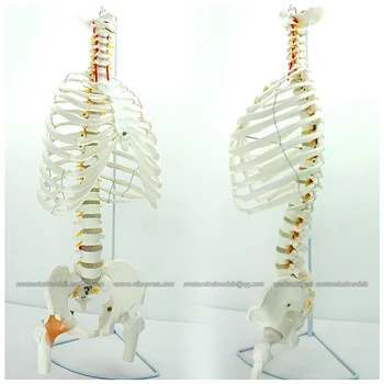 

12380 / Human Sternum Skeleton Model with Half Femur , Medical Science Educational Teaching Anatomical Models