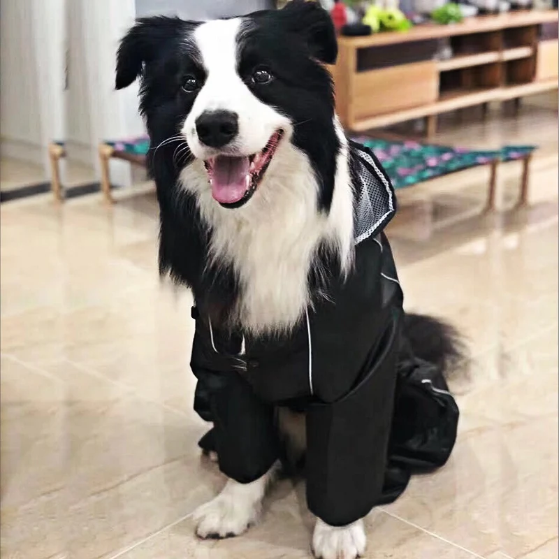 Köpek Yağmurluk