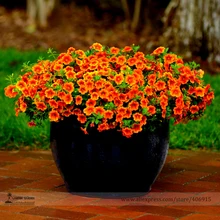 Calibrachoa 'Kabloom жажду Sunset' энергичный-цветения годовой Петуния карликовые деревья, профессиональная упаковка, 100 шт./упак. E3301