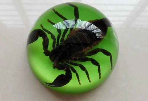 Искусственный Янтарный чучело насекомое образец паук сороконожка Скорпион летучая мышь креативный подарок домашний стол - Цвет: 23-1