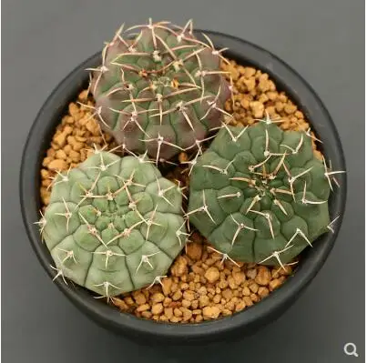 Горячая 20 шт смешанные(Gymnocalycium)-succulent-s-DIY домашний сад - Цвет: 2