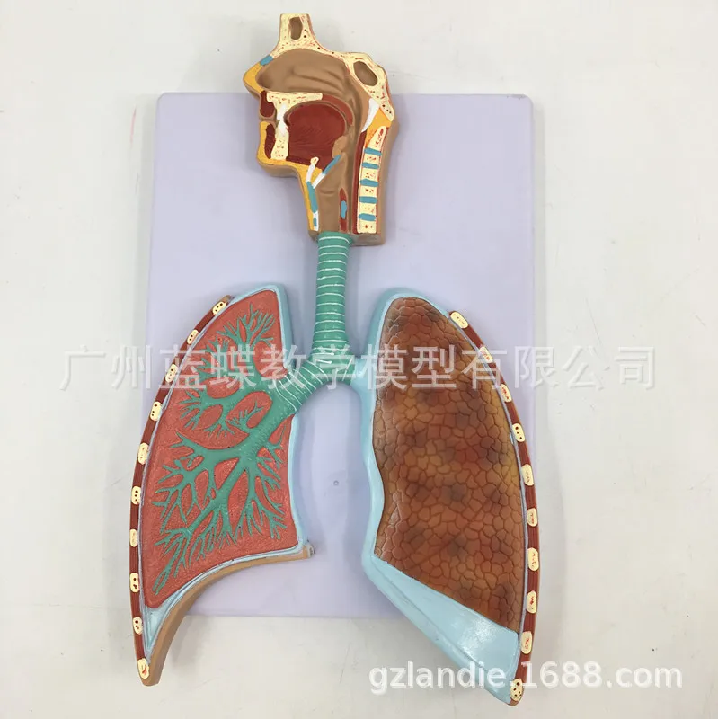 

Human Breathing System Anatomical Model Lung Anatomy Breathing System Relief Model Alveolar Amplifier Anatomical Model