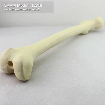 

12318/ Optional free shipping CMAM Model, femur bone,Simulated bone, Medical Orthopaedic Operative Training Model