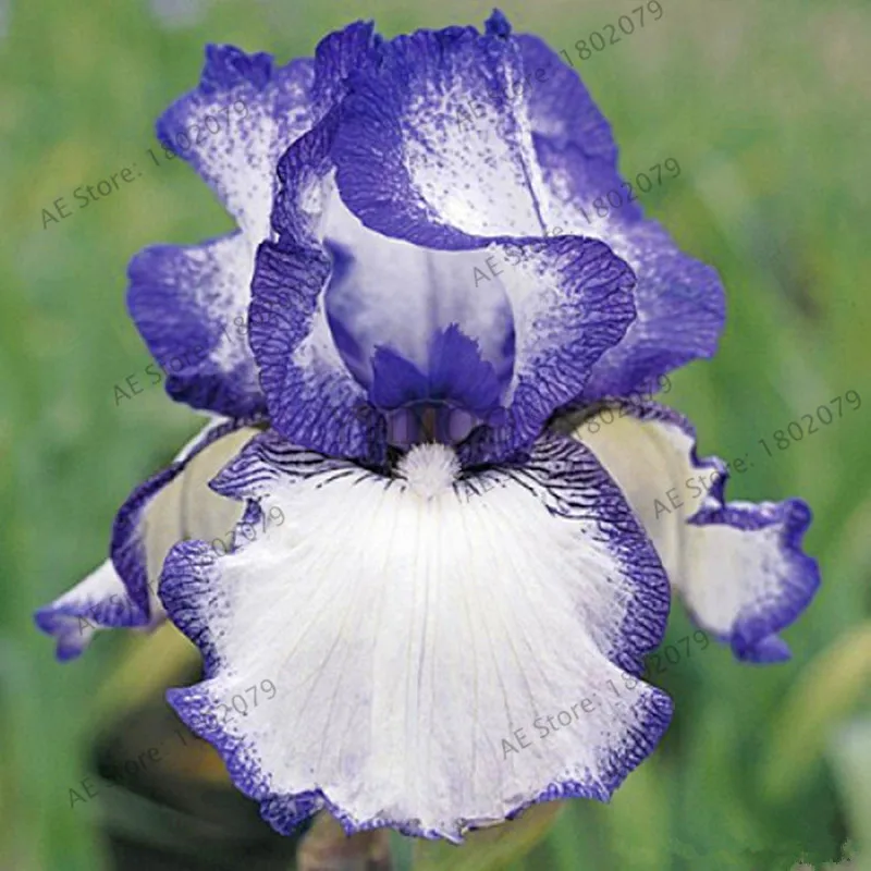 Горячая Распродажа!, горячая Распродажа, 100 РОЗОВЫЙ ИРИС бонсай, популярный многолетний Садовый цветок, великолепные срезанные цветы,# V5A3BO - Цвет: 9