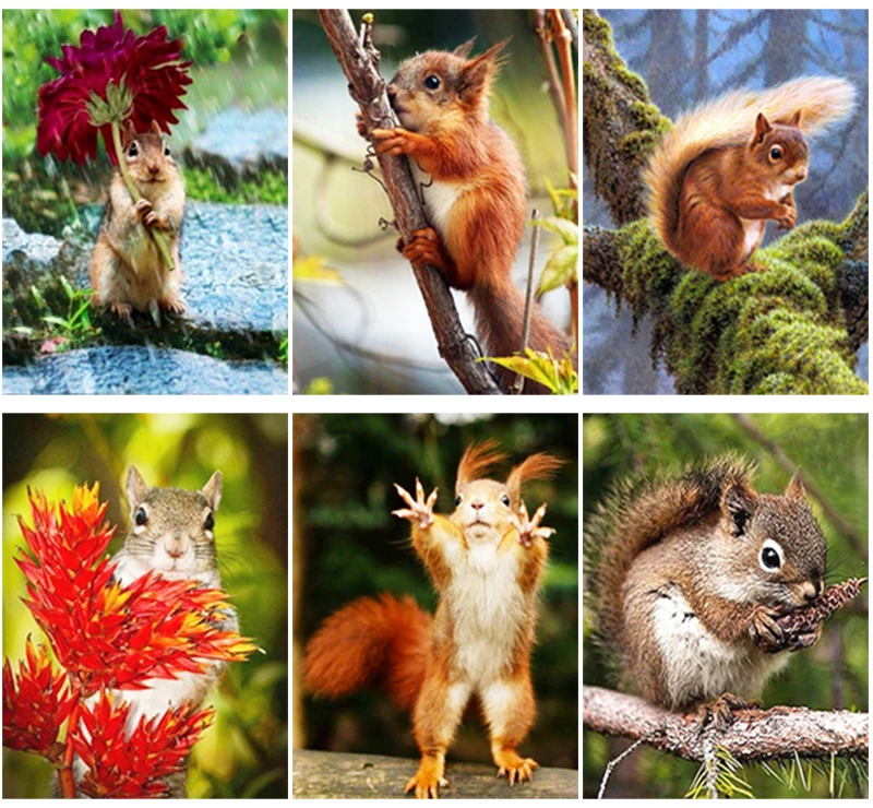 DIY 5D Diamond Painting Full Round &amp Square Resin Mosaic Embroidery Cross Stitch Kits Wall Art Decor Lovely Squirrel | Дом и сад