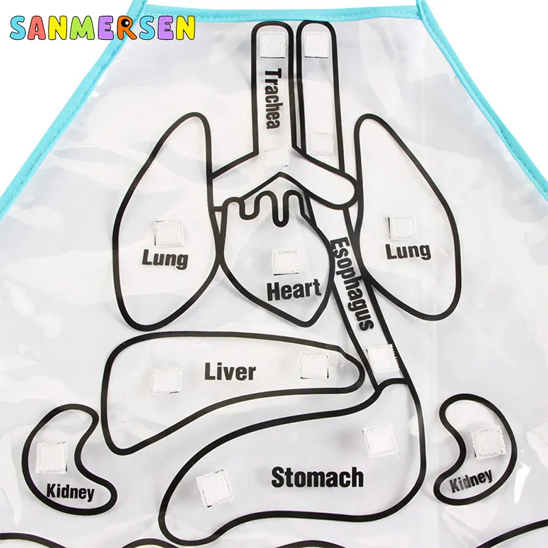  Educational Insights Toys For Children Anatomy Apron Human Body Organs Awareness Preschool Science  - 4000473171178