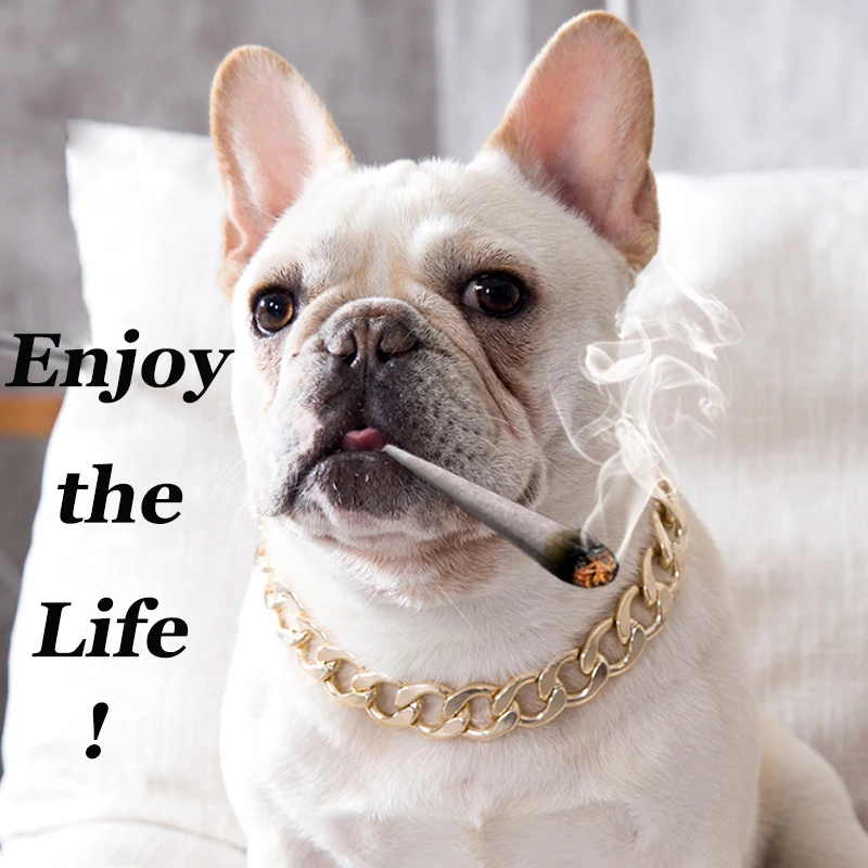 

Cool Pet Teddy French Bulldogs Bully Chain Gold Plated Plastic Small Medium Dog Collar Pet Necklace Accessories Pet Supplies
