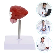 

1pc Bladder Anatomical Model Anatomical Demonstration Model for School