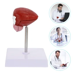 Modelo anatômico da demonstração da bexiga de 1pc modelo anatômico para a escola