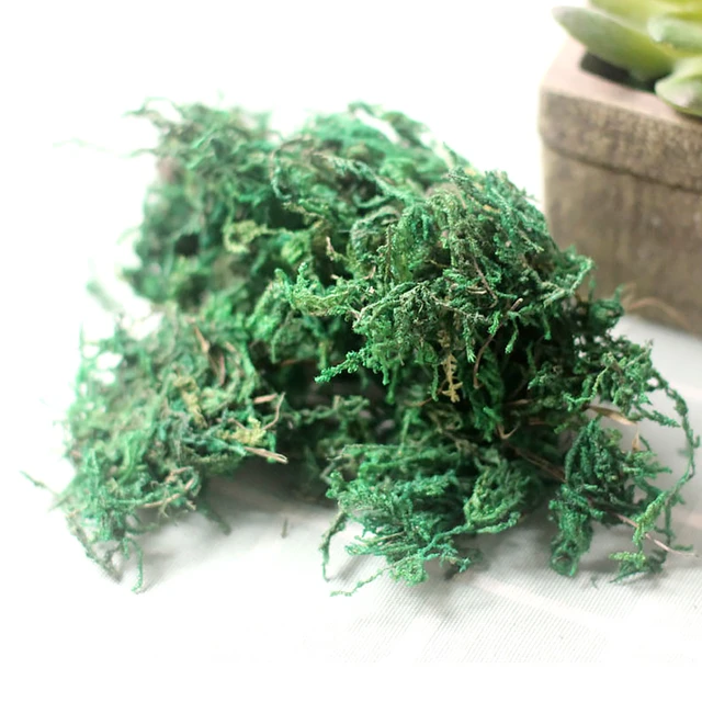 Musgo Artificial de alta calidad, simulación de liquen, plantas verdes,  flores falsas, Micro paisaje, decoración del jardín del hogar, 20g/50g/100g  - AliExpress