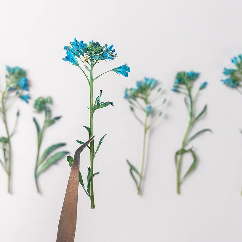 

60pcs Pressed Dried Flower Lysimachia candida Lindl Herbarium Epoxy Resin Jewelry Bookmark Phone Case Makeup Nail Art Craft DIY