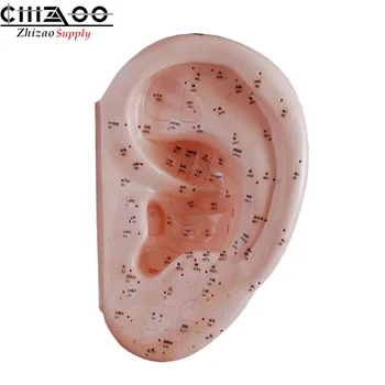

PVC Ear Acupuncture Model Chinese Acupuncture Model