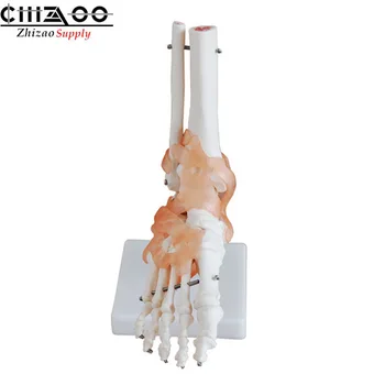 

Human PVC Life-Size Foot Joint with Ligaments Model
