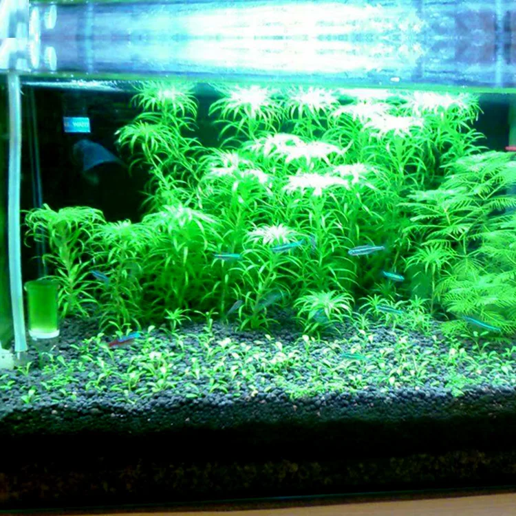 Substrat d'aquarium aquarium aquarium engrais sable herbe sol mauvaises  herbes plantes aquatiques