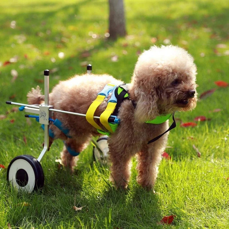 5 типов тележка для домашних животных инвалидная коляска для инвалидов задние лапы маленькая собака кошка/Собачка/щенок прогулки из нержавеющей стали Xxs-L