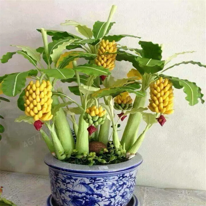 

50Pcs Dwarf mini Banana Bonsai Tree Tropical Fruit Tree plants Balcony Flower for Home Planting