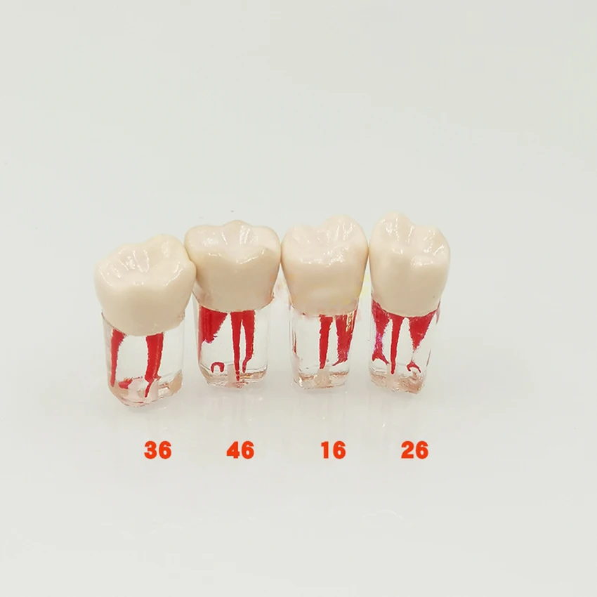 5pcs/set Dental Tooth Model Root Practice Pulp Cavity Clear Resin Teaching Teeth Model For Student Study Science Equipmenent