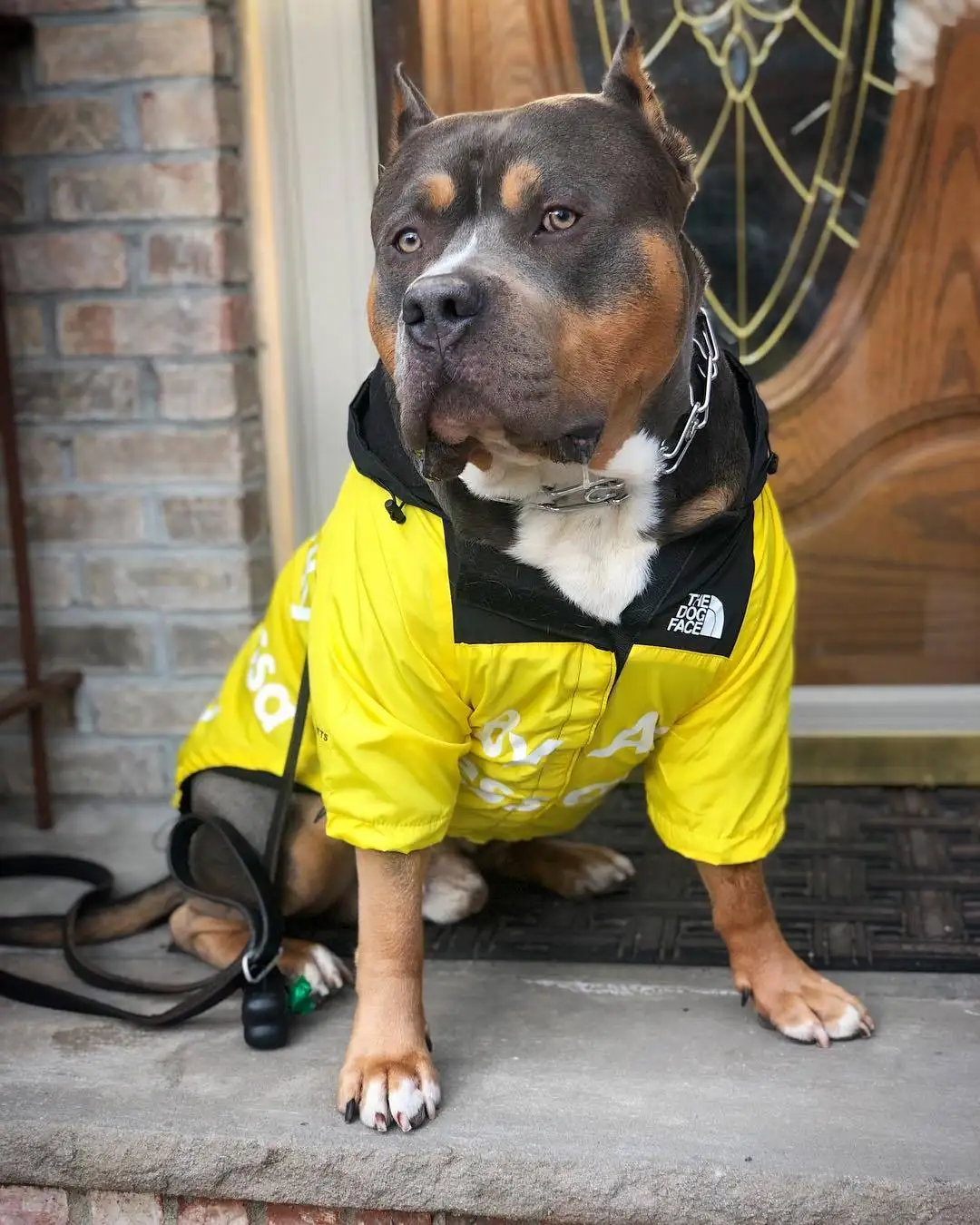 Big Dog Waterproof Dog Raincoat 