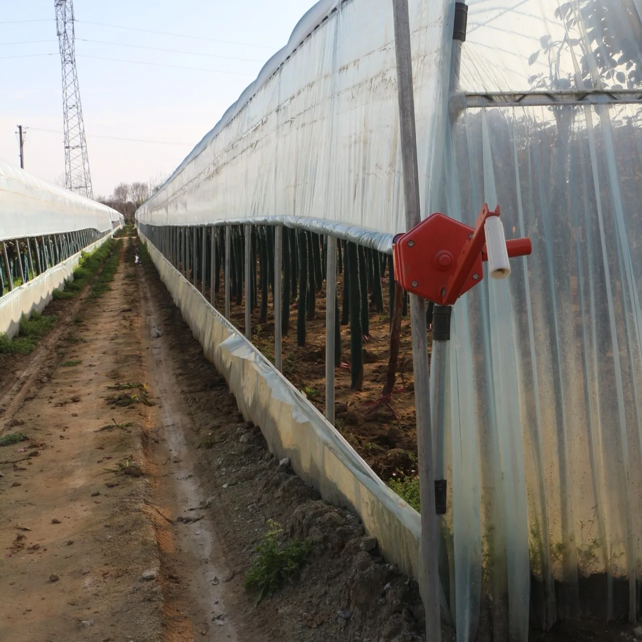 8M*30M Complete Set of Agricultural Plastic Greenhouse