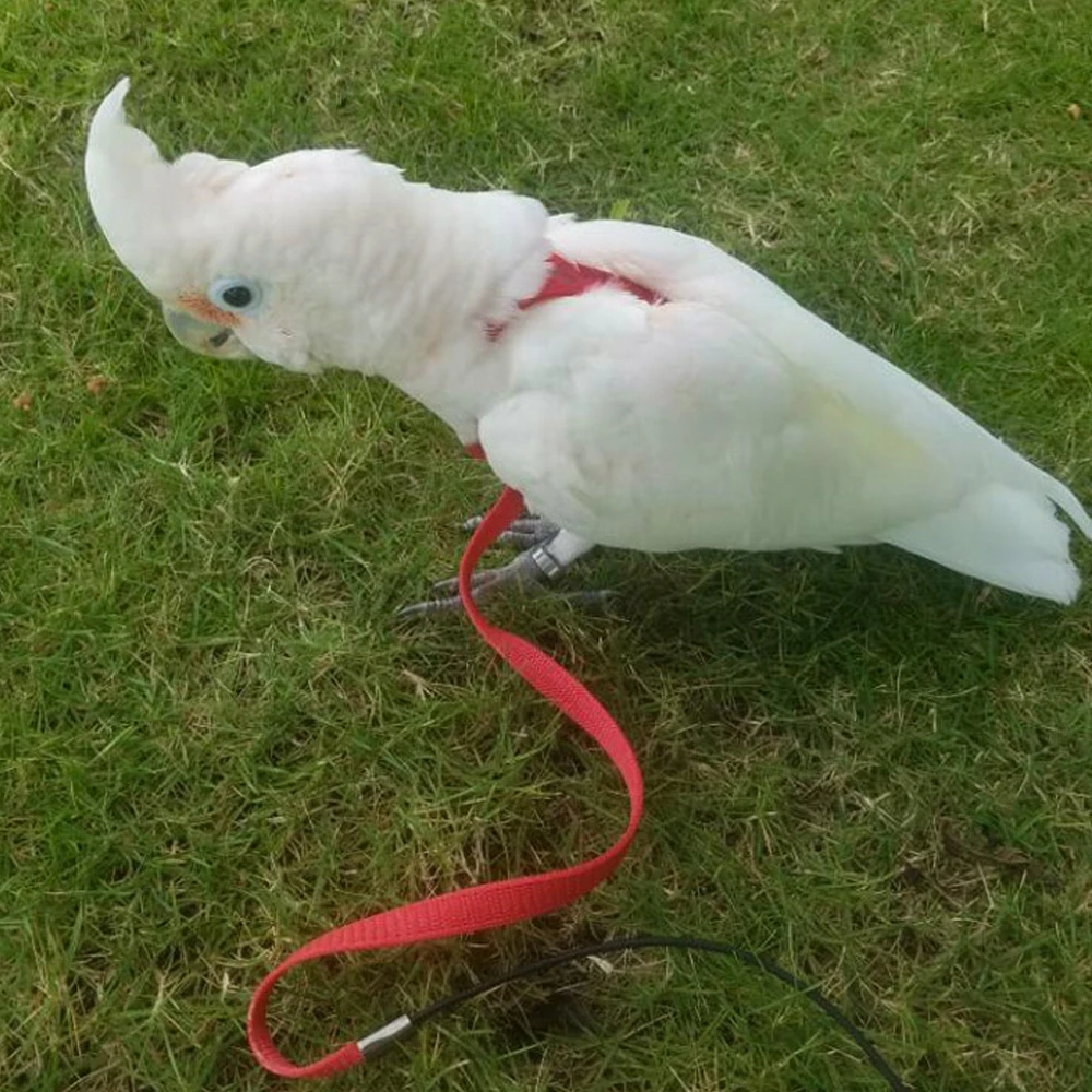 Pet Bird Fly тренировочный канат портативный ПЭТ попугай шлейка для птицы наборы поводков Сверхлегкий жгут с анти-укуса