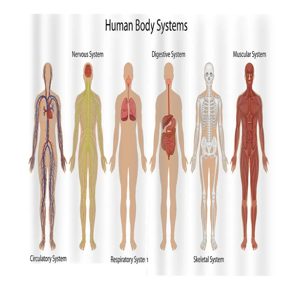 Custom Human Anatomy Curtain Vintage Chart Of Body Front Back Skeleton And Muscle System Bone Mass Graphic Window Drapes Sets Curtains Aliexpress