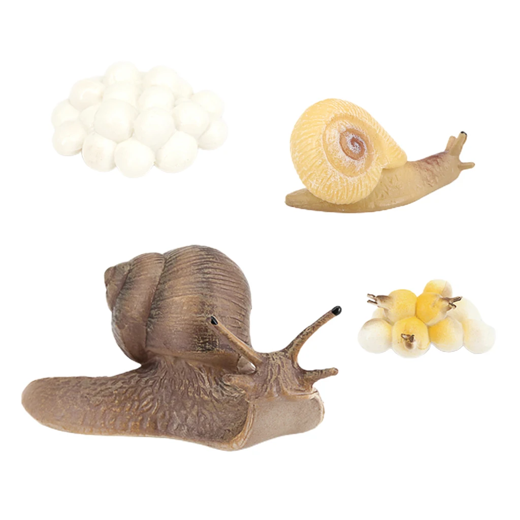 

Realistic Snail Growth Life Cycle Children Kids Action Figures