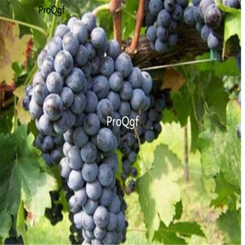 

Ngryise 3000Pcs A Set Cabernet Gernischet grape