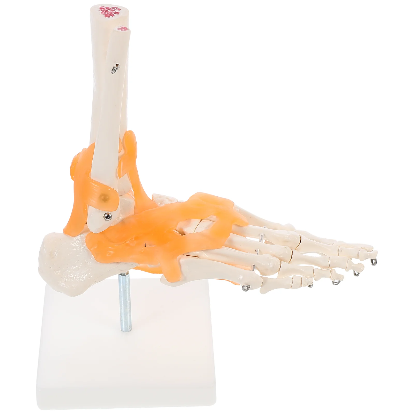 1pc Human Foot Joint Model with Ligaments Skeleton on Base | Дом и сад