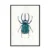 Many Beetles Insects Specimens Modern Realistic Style Canvas Painting Wall Poster Hd Print Home Rooms Bedroom Wall Decoration 9