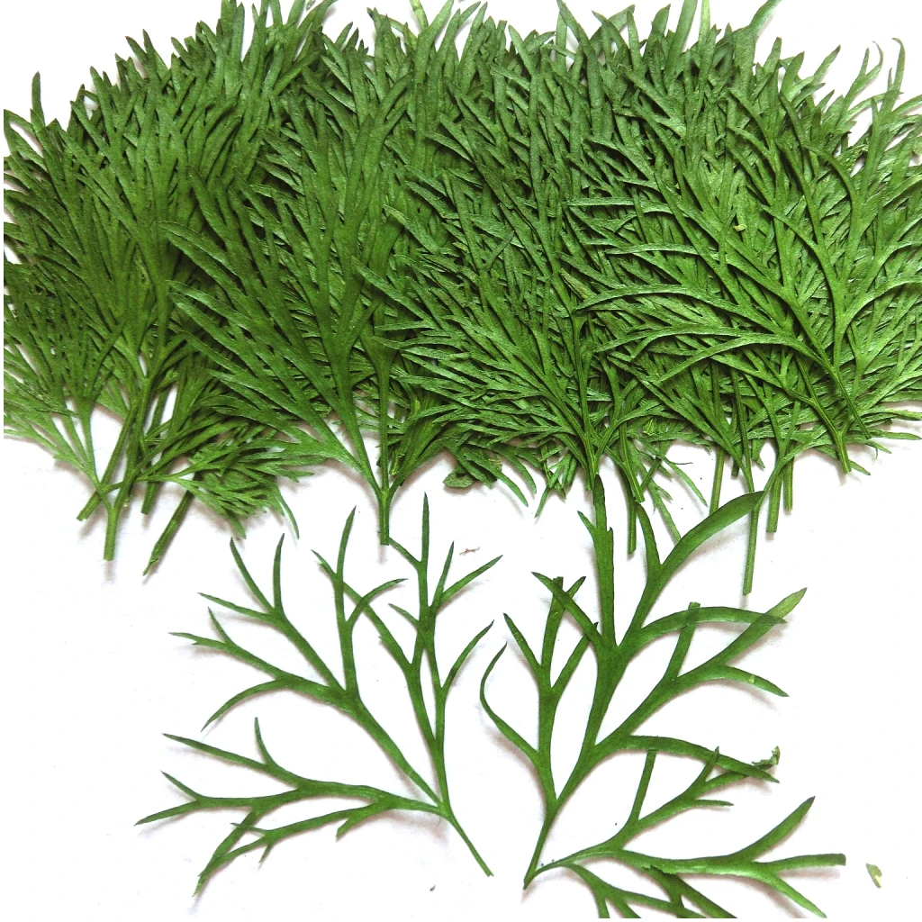 10 Pcs Pressed Real Dried Flower Dry Leaves for DIY Crafts Bookmark Card Making Decoration Wedding Card Party 