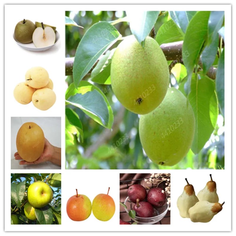 

Sale！10 pcs Rare Original Fruit tree Pear Bonsais Planta, Bonsai Tree plants, Rare Plant For Home & Garden the Budding Rate 97%