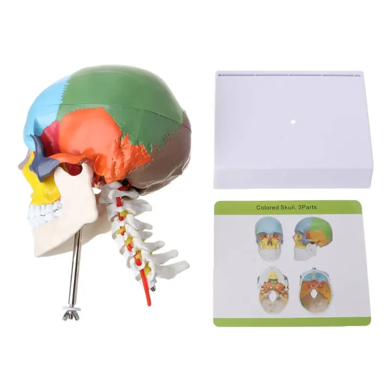 

human anatomy skeleton anatomical model for sale skull with colored bones cervical vertebra Beige Sculpture Medical supplies