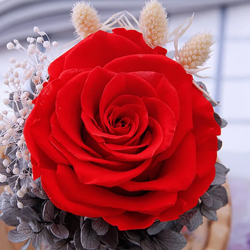 Beauty And The Beast Preserved, Everlasting Flower With Glass Cover Rose In Glass Dome,Mother's Day Gift Valentines Day Gift
