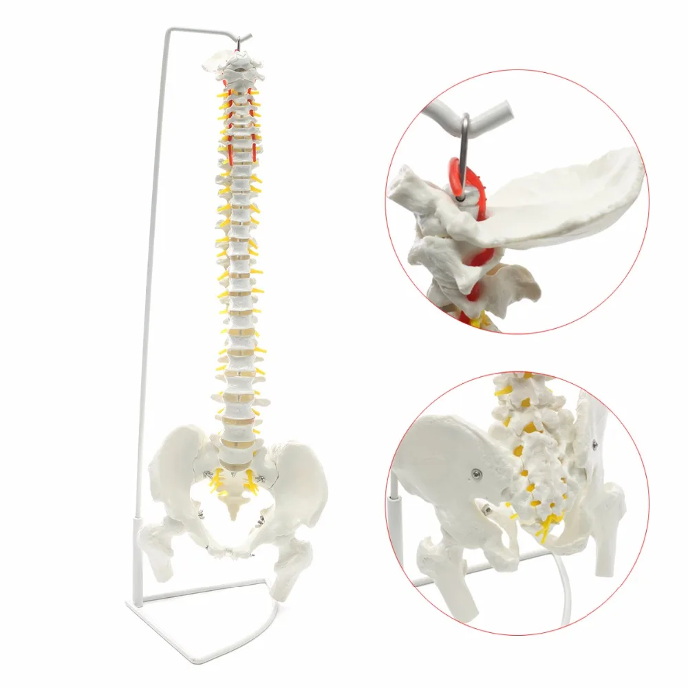Professional-Human-Spine-Model-Flexible-Medical-Anatomical-Chiropractic-W-Stand