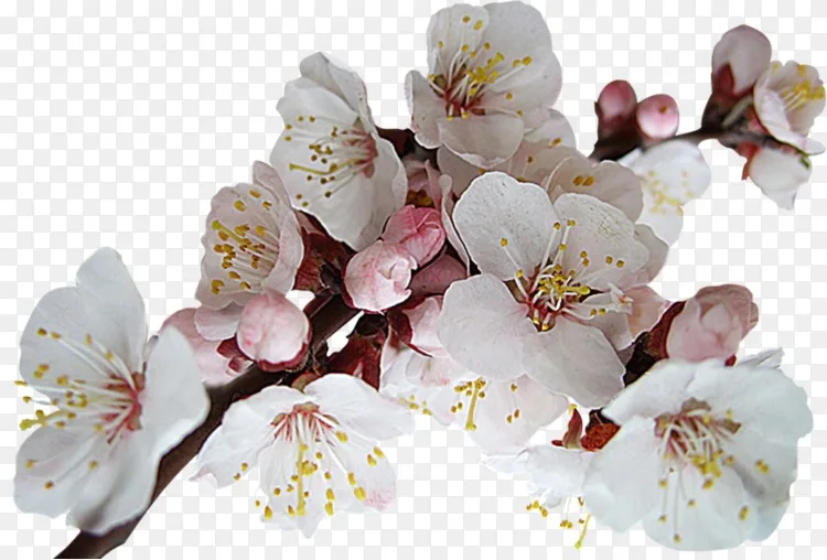 香水雅芳产品欧德洗漱祝愿尤德帕富姆 萨库拉树png图片素材免费下载 图片编号913610 Png素材网