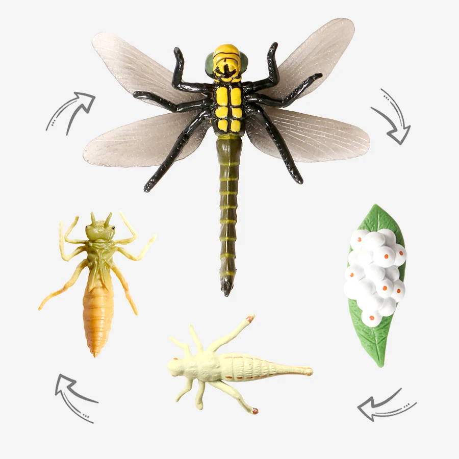 Cacing dan siput, termasuk hewan serangga Kunci Jawaban