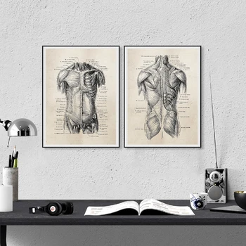 

Modular Canvas Pictures Wall Artwork Human Anatomy Painting HD Print Retro Nordic Home Poster Medical Doctor Clinic Office Decor