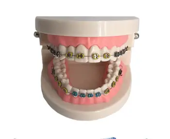 

Tooth model oral model orthodontic dental tooth model
