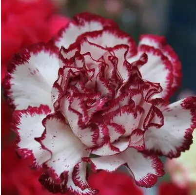 500 шт Dianthus caryophyllus 'Giant Chabaud Mixed' дикая Гвоздика домашний сад - Цвет: 9