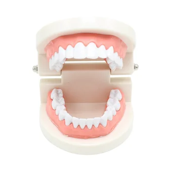 

Pro Adult White Teeth Model Standard Dental Teaching Study Typodont Demonstration Oral Medical Education Teeth Model Tool