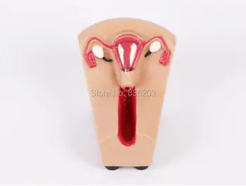 

Female Contraceptive Guidance Training traumatism anatomy skeleton anatomical brain skull medical instruments training condoms